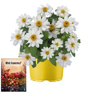Bild von Ms P12 Zinnia belize white